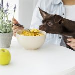 close-up-dog-sniffing-cereals