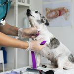 close-up-veterinarian-taking-care-dog